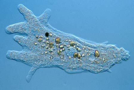 Ameba dissenterico