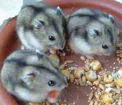 što jedu jungar hamsters