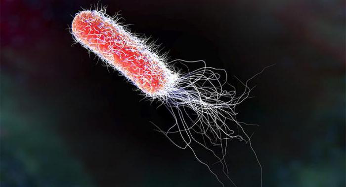 e coli, co to jest