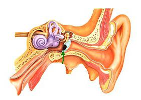 bolezni ušesa