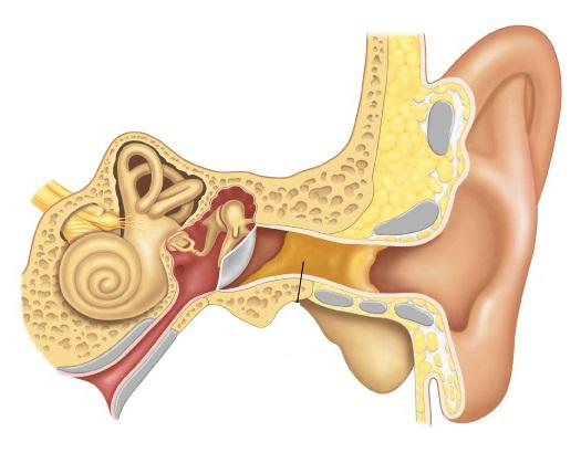 malattie dell'orecchio umano