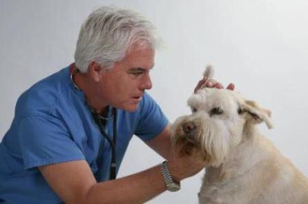 acaro dell'orecchio nel trattamento dei cani