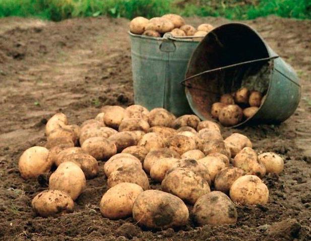 Původní popis odrůdy Karatop od brambor