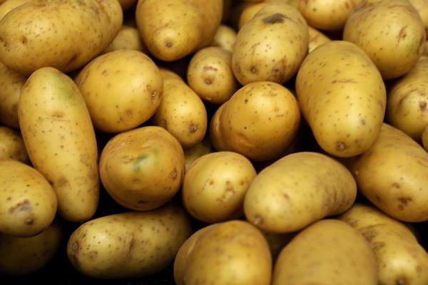 Rani krumpir Karatop