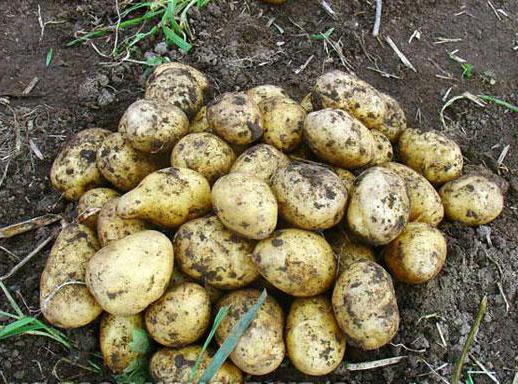 Foto di Karatop di patate in anticipo