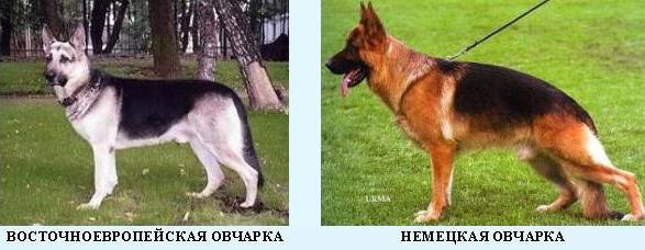 East European Shepherd Dog
