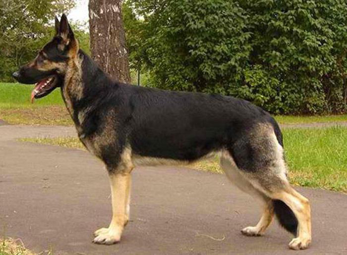 куче порода източно европейски овчар