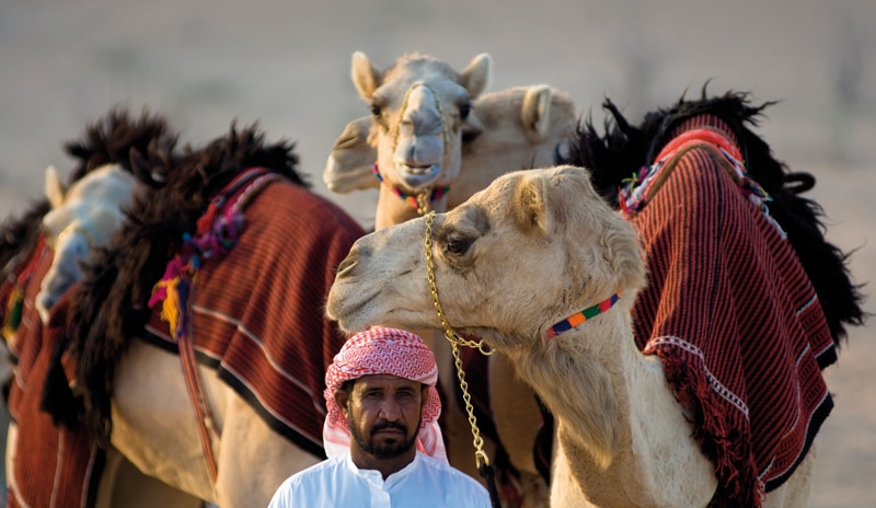 Arab z wielbłądami