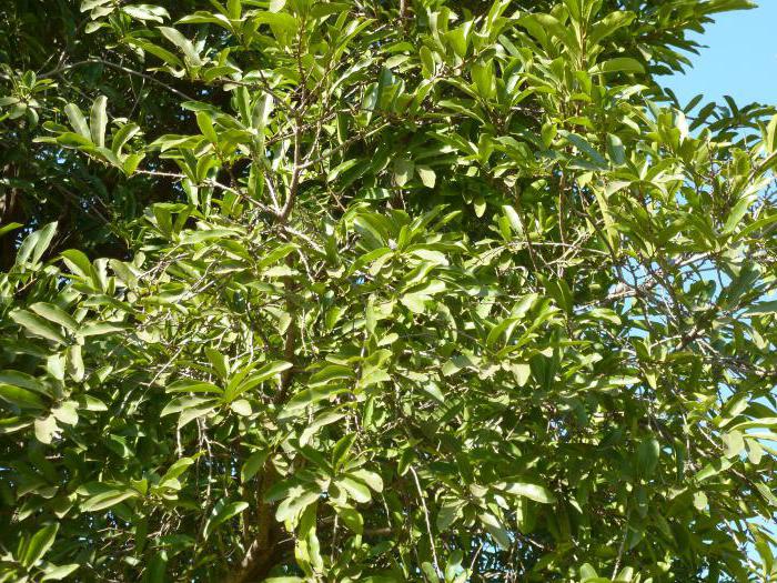дърво от абанос
