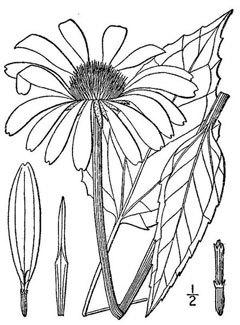 Uporaba vijoličnih zdravilnih lastnosti Echinacea
