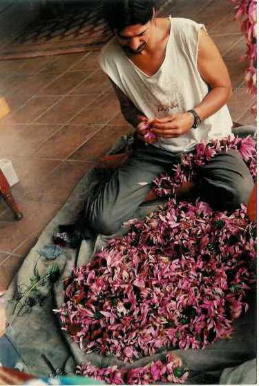 ljekovita svojstva i korištenje Echinacea purpurea