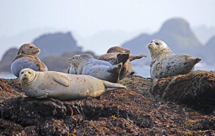 еколошке проблеме сажетка Окотског мора