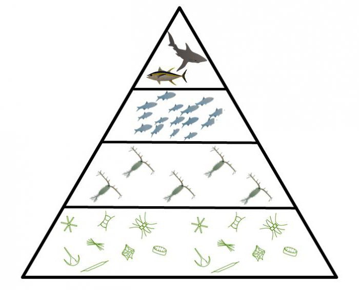 основата на екологичната пирамида