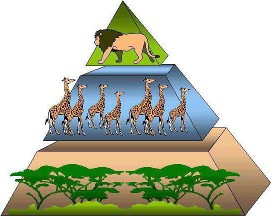 úrovně ekologické pyramidy