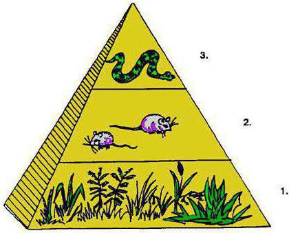 vrste ekoloških piramid