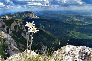 fiore stella alpina