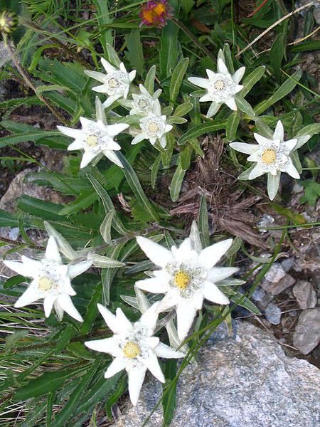 come appare il fiore di stella alpina