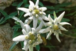 foto di fiori edelweiss