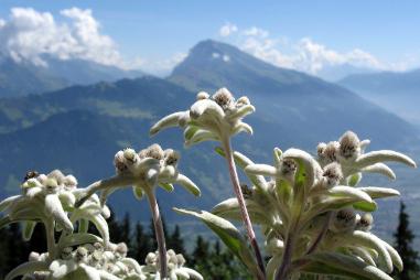 Gdzie rośnie kwiat szarotki alpejskiej