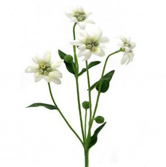 Edelweissove rože