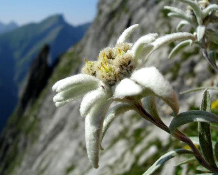 edelweiss dei fiori di montagna