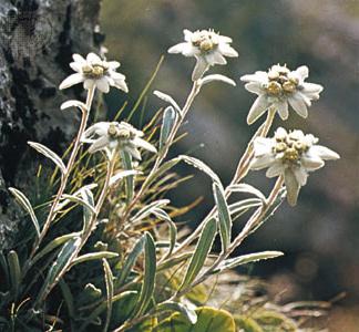 descrizione del fiore di stella alpina