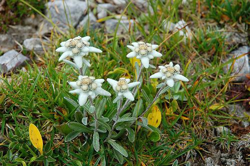 edelweiss dei fiori alpini