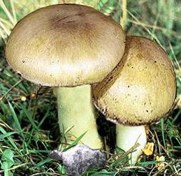 funghi commestibili e velenosi