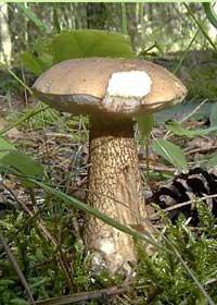 kišobran s gljivama jestiv i otrovan