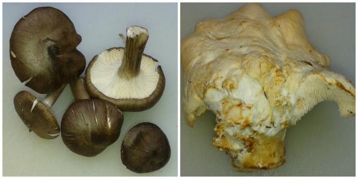 jedlé a jedovaté houby popis