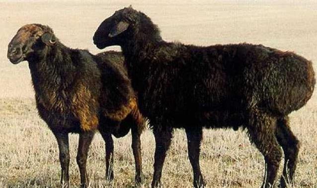 Vendita di pecore di razza edilbayevsky