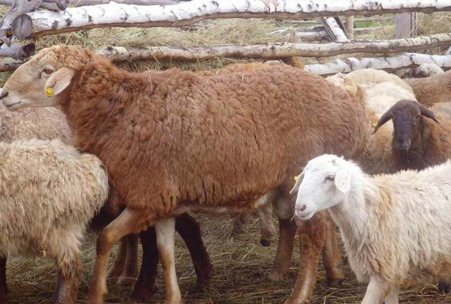 Едилбаевска порода овча снимка