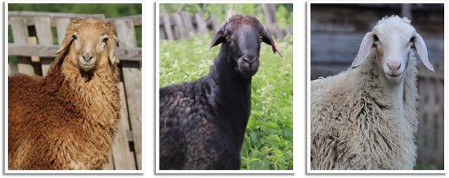 Rasa owiec edilbayevsky w Kazachstanie