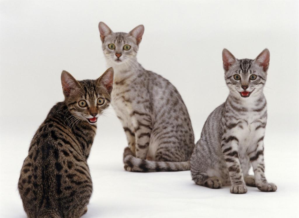 Koty rasy egipskiego Mau o różnych kolorach