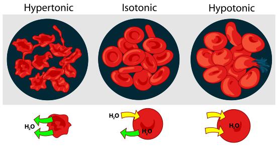 kako odrediti povišeni hemoglobin