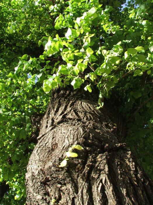 fotografija i opis stabla brijesta