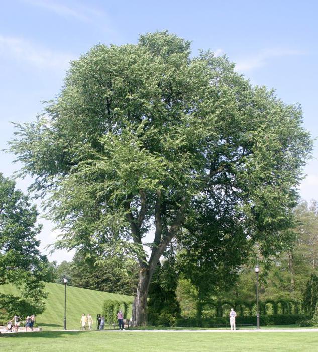 снимка на дърво на бряст
