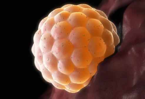 implantace embrya v děloze