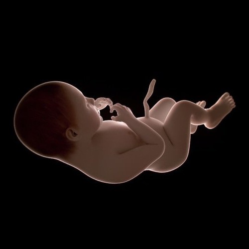 човешки ембрионален период