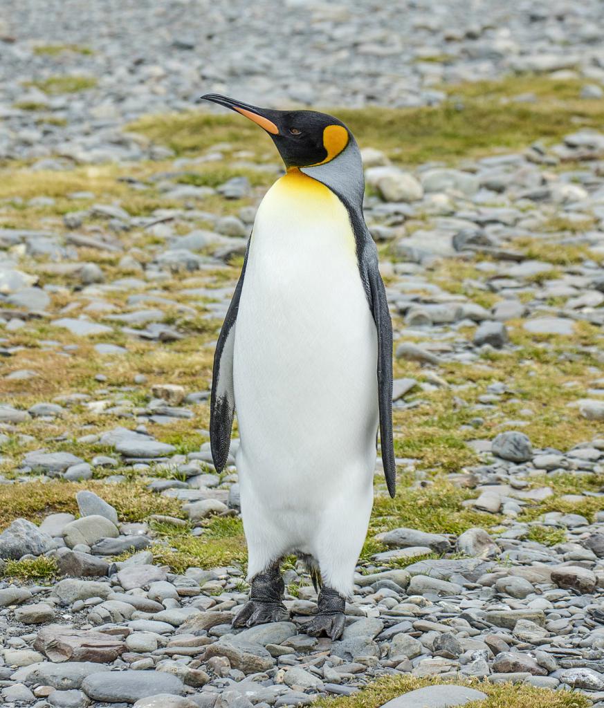 bellezze pinguino