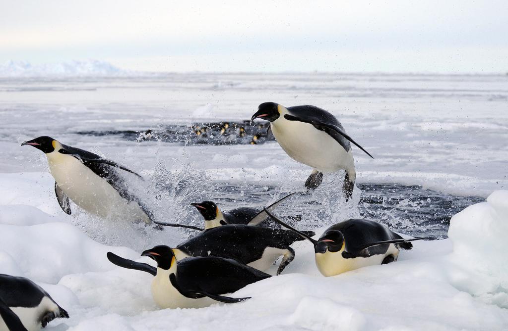 pinguini che nuotano