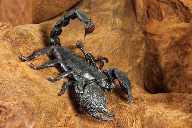 Skorpion cesarski jest trujący lub nie