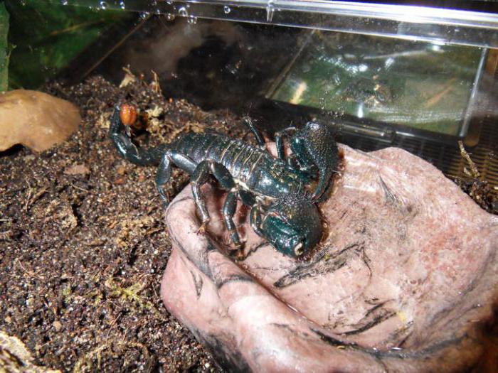 skorpion imperialny, gdzie mieszka