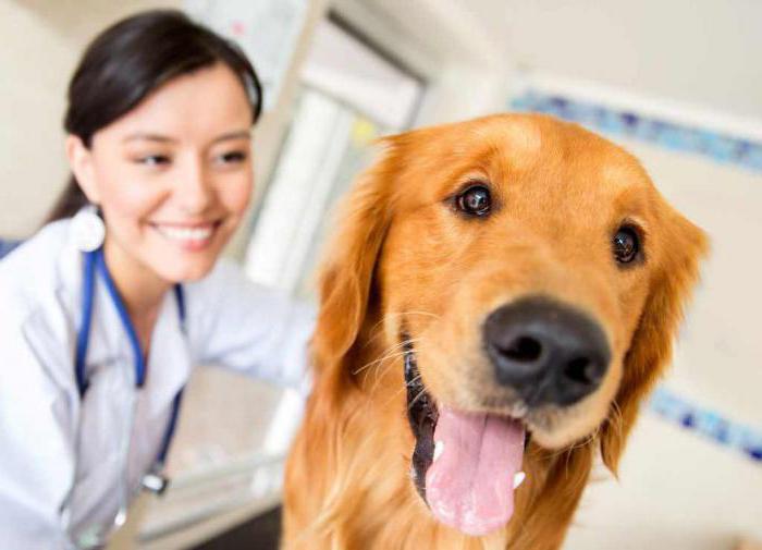 енцефалит при кучета симптоми