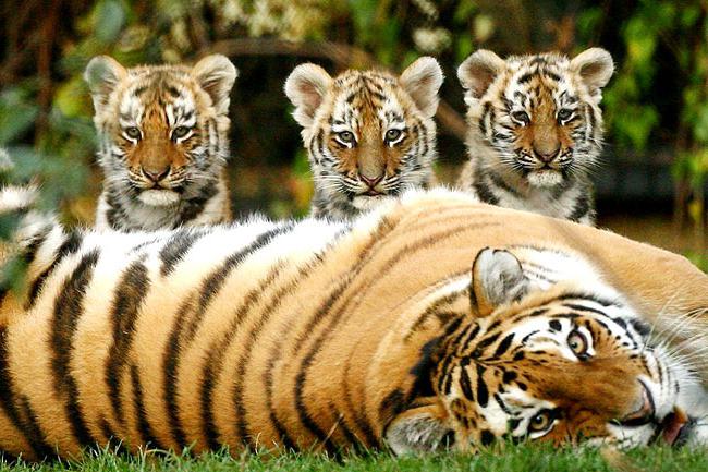 10 ohrožených druhů zvířat