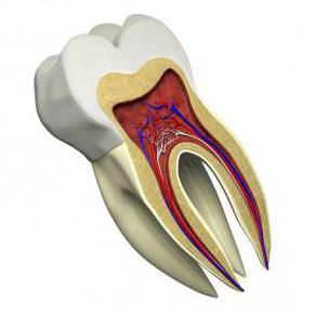 зъбен канал