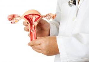 Endometrium dělohy