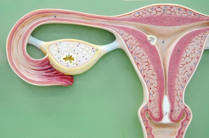 Prosty rozrost endometrium