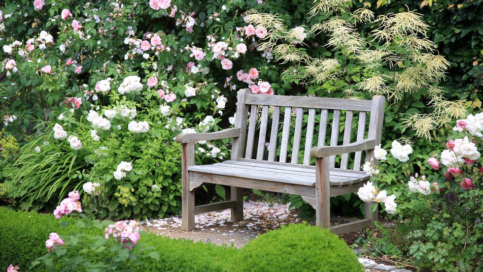 solitudine in un giardino inglese