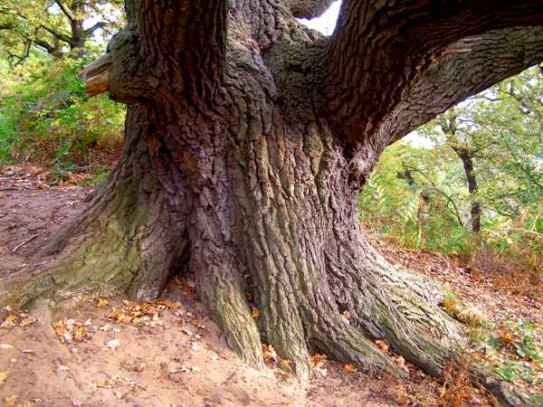 Starý kmen dubového stromu